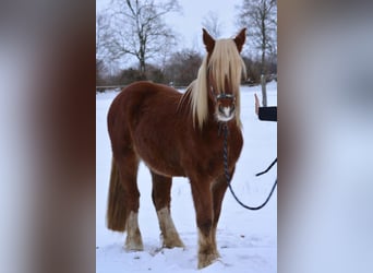 Szlezwicki koń zimnokrwisty, Wałach, 3 lat, 163 cm, Kasztanowata