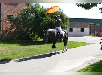 Szlezwicki koń zimnokrwisty, Wałach, 6 lat, 163 cm, Kara