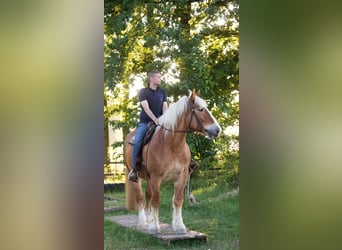 Szlezwicki koń zimnokrwisty, Wałach, 10 lat, 178 cm, Kasztanowata