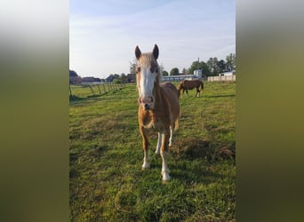 Sztumski horse, Stallion, 2 years, 17.2 hh, Chestnut-Red