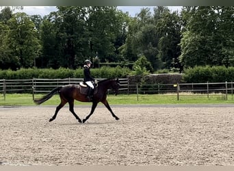 Szwajcarski koń sportowy, Klacz, 11 lat, 160 cm, Ciemnogniada