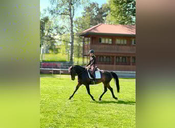 Szwajcarski koń sportowy, Klacz, 11 lat, 160 cm, Ciemnogniada