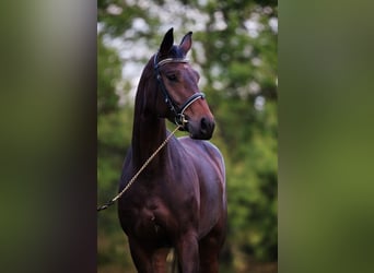 Szwajcarski koń sportowy, Klacz, 11 lat, 165 cm, Gniada