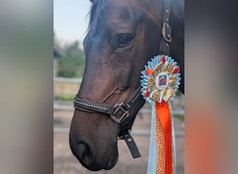 Szwajcarski koń sportowy, Klacz, 11 lat, 168 cm