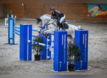 Szwajcarski koń sportowy, Klacz, 12 lat, 172 cm, Siwa