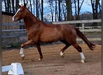 Szwajcarski koń sportowy, Klacz, 12 lat, 175 cm, Kasztanowata