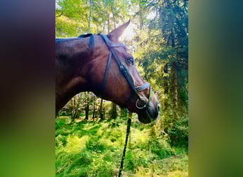 Szwajcarski koń sportowy, Klacz, 12 lat, 180 cm, Gniada