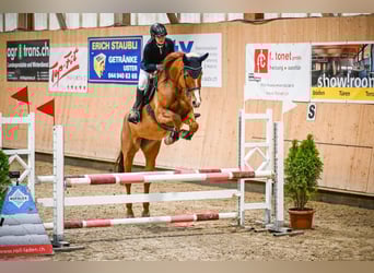 Szwajcarski koń sportowy, Klacz, 13 lat, 173 cm, Kasztanowata