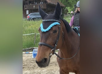 Szwajcarski koń sportowy, Klacz, 16 lat, 172 cm, Ciemnogniada