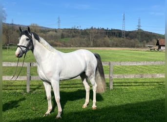 Szwajcarski koń sportowy, Klacz, 4 lat, 158 cm, Srokata