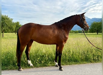Szwajcarski koń sportowy, Klacz, 4 lat, 163 cm, Gniada