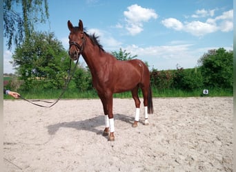 Szwajcarski koń sportowy, Klacz, 4 lat, 166 cm, Ciemnokasztanowata