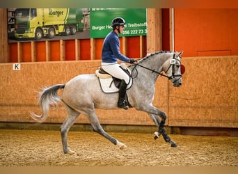 Szwajcarski koń sportowy, Klacz, 4 lat, 171 cm, Siwa jabłkowita