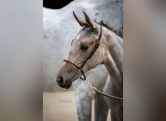 Szwajcarski koń sportowy, Klacz, 4 lat, 171 cm, Siwa jabłkowita