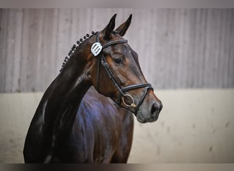 Szwajcarski koń sportowy, Klacz, 4 lat, 172 cm, Gniada