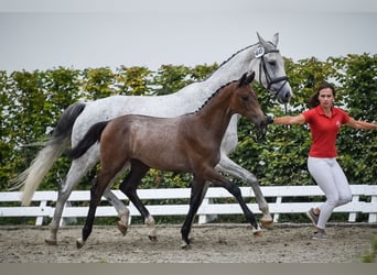 Szwajcarski koń sportowy, Klacz, 4 lat, 173 cm, Siwa jabłkowita