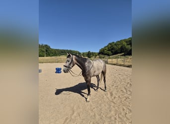 Szwajcarski koń sportowy, Klacz, 5 lat, 155 cm, Formy Brown Falb