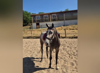 Szwajcarski koń sportowy, Klacz, 5 lat, 155 cm, Formy Brown Falb