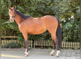 Szwajcarski koń sportowy, Klacz, 5 lat, 160 cm, Gniada