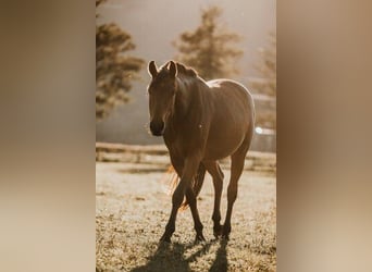 Szwajcarski koń sportowy, Klacz, 5 lat, 160 cm, Gniada