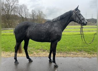 Szwajcarski koń sportowy, Klacz, 5 lat, 162 cm, Siwa