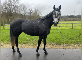 Szwajcarski koń sportowy, Klacz, 5 lat, 162 cm, Siwa