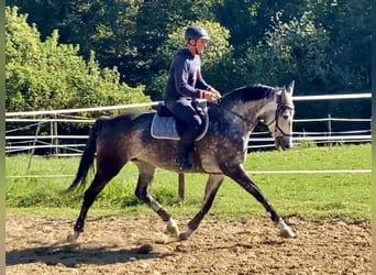 Szwajcarski koń sportowy, Klacz, 5 lat, 166 cm, Siwa