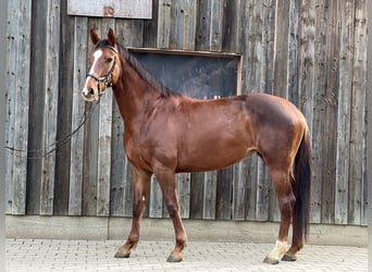 Szwajcarski koń sportowy, Klacz, 5 lat, 170 cm, Ciemnokasztanowata