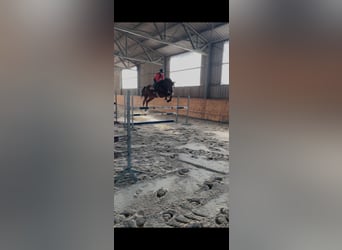 Szwajcarski koń sportowy, Klacz, 5 lat, 170 cm, Gniada