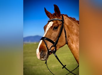 Szwajcarski koń sportowy, Klacz, 5 lat, 172 cm, Kasztanowata