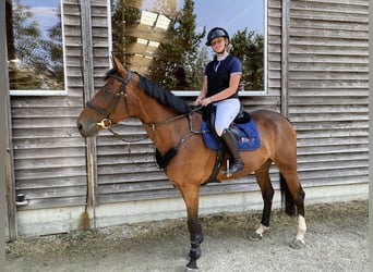 Szwajcarski koń sportowy, Klacz, 6 lat, 165 cm, Gniada