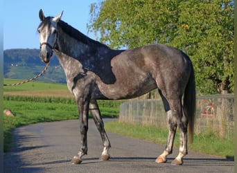 Szwajcarski koń sportowy, Klacz, 6 lat, 167 cm, Siwa