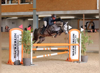 Szwajcarski koń sportowy, Klacz, 6 lat, 167 cm, Siwa
