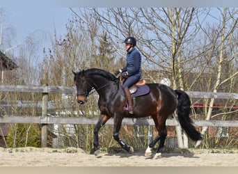 Szwajcarski koń sportowy, Klacz, 7 lat, 165 cm, Ciemnogniada
