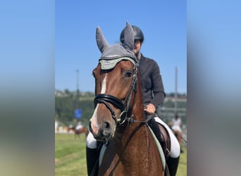 Szwajcarski koń sportowy, Klacz, 7 lat, 167 cm, Gniada