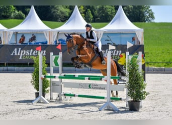 Szwajcarski koń sportowy, Klacz, 7 lat, 168 cm, Gniada