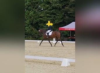Szwajcarski koń sportowy, Klacz, 7 lat, 173 cm, Ciemnogniada