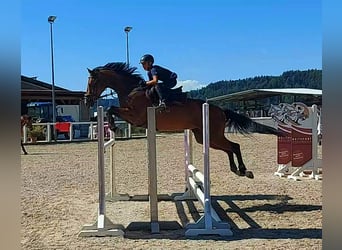 Szwajcarski koń sportowy, Klacz, 9 lat, 164 cm, Gniada