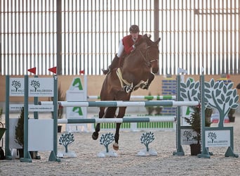 Szwajcarski koń sportowy, Klacz, 9 lat, 167 cm, Gniada