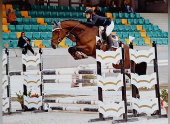 Szwajcarski koń sportowy, Klacz, 9 lat, 168 cm, Gniada