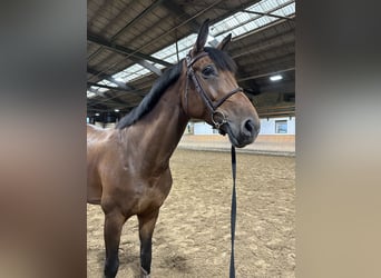 Szwajcarski koń sportowy, Klacz, 9 lat, 168 cm, Gniada