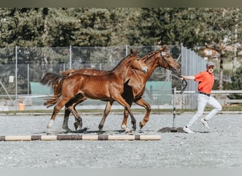 Szwajcarski koń sportowy, Ogier, 1 Rok, Gniada