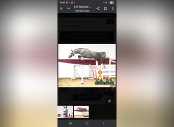 Szwajcarski koń sportowy, Ogier, 3 lat, 166 cm, Siwa jabłkowita
