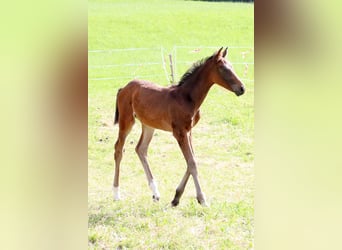 Szwajcarski koń sportowy, Ogier, Źrebak (04/2024), 170 cm, Ciemnogniada