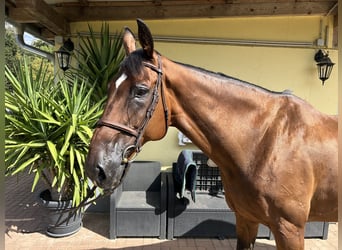 Szwajcarski koń sportowy, Wałach, 14 lat, 171 cm, Gniada