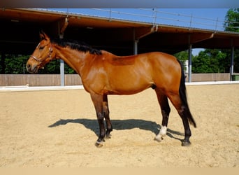 Szwajcarski koń sportowy, Wałach, 15 lat, 165 cm, Gniada