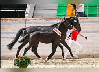 Szwajcarski koń sportowy, Wałach, 3 lat, 168 cm, Ciemnogniada