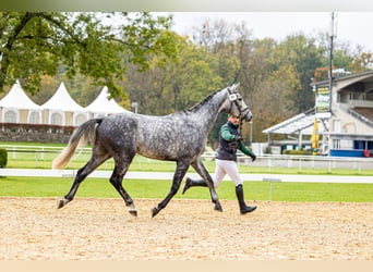 Szwajcarski koń sportowy, Wałach, 4 lat, 168 cm, Siwa
