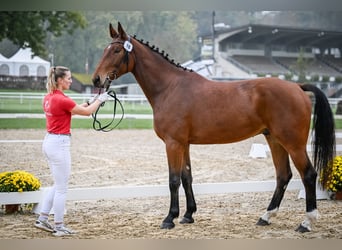 Szwajcarski koń sportowy, Wałach, 4 lat, 172 cm, Gniada