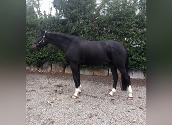 Szwajcarski koń sportowy, Wałach, 5 lat, 173 cm, Ciemnogniada